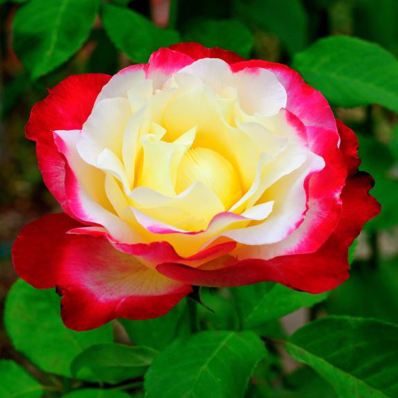 Roses Nursery Melbourne Rose Plants Delivery Melbourne All Green